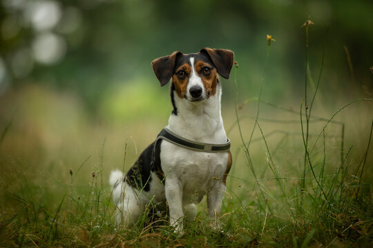 Terrier dog sitting in a meadow