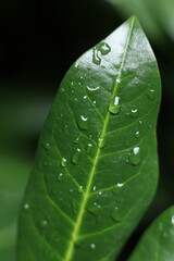 a close up of a Cherry laurel leaf covered in rain drops