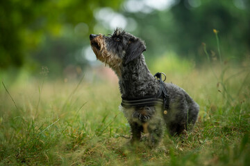 Rough haired dachshund sitting in a meadow