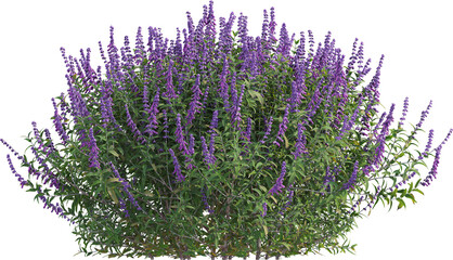 Side view of sage plant