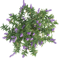 Top view of sage plant