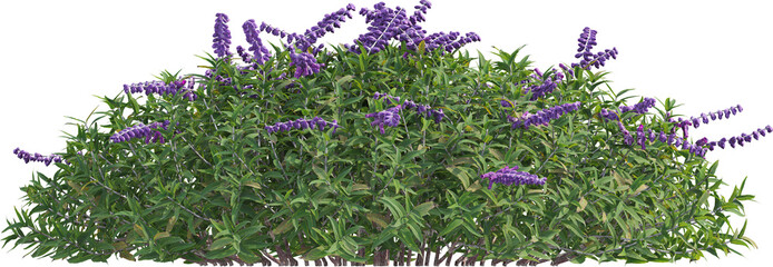 Side view of sage plant