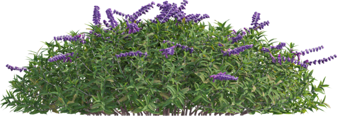 Side view of sage plant
