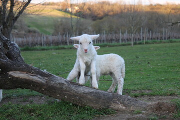 Obraz premium Agneaux 3