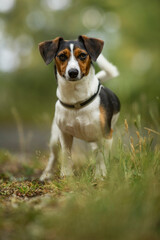 Naklejka na ściany i meble Terrier dog standing in a meadow