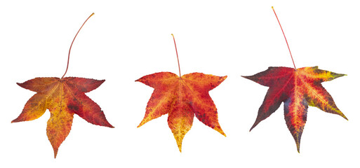  Feuilles mortes d'érable en automne