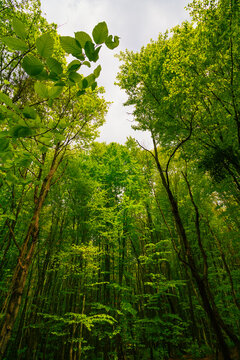 Carbon neutral concept vertical photo. Lush forest with green tall trees