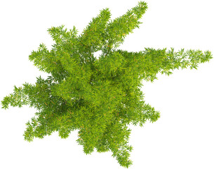 Top view of bamboo plant © Matheus