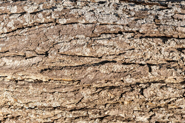 Close up of oak tree bark with deep cracks