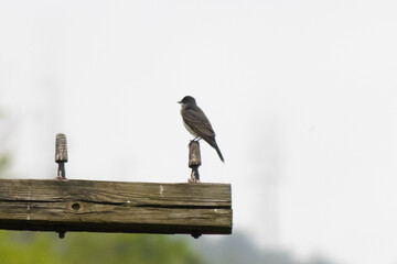 This eastern kingbird sits perched on the wooden telephone pole. His pretty black and white feathers stand out from the white background. This little bird feels quite safe here.