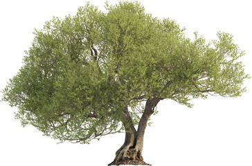 Side view of Olive Tree