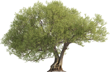 Side view of Olive Tree