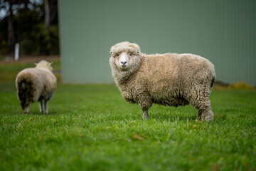Sheep in a field. Merino sheep, grazing and eating grass in New zealand and Australia