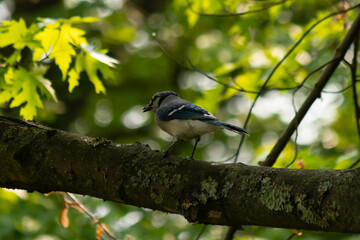 Blue jay bird standing on a branch in the woods. The bird is perched with green leaves all around, almost trying to blend in. The blue, grey, and white colors stand out as the corvid walks across.