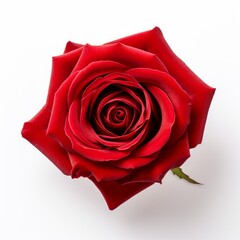A beautiful red rose. Isolated on white background. Generative AI.
