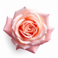 A beautiful pink rose. Isolated on white background. Generative AI.