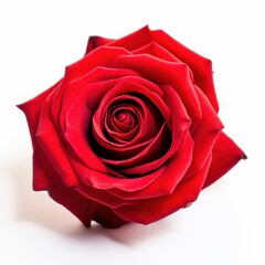 A beautiful red rose. Isolated on white background. Generative AI.