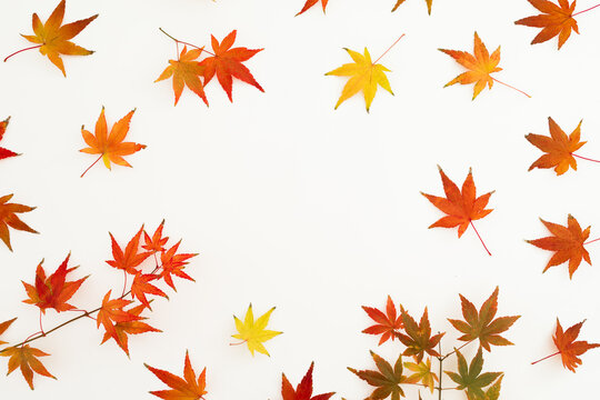 Autumnal concept with fall leaves on white background. Flat lay. Thanksgiving day concept.