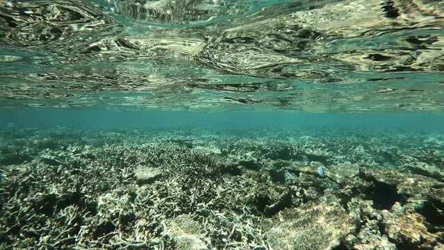 many fish in a coral reef in the Maldives