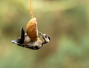 Male great spotted woodpecker hanging from a suet half coconut shell in the woodland