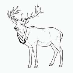 an elk that sits on a white background, in the style of black and white drawings