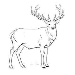 an elk that sits on a white background, in the style of black and white drawings