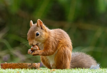 Cute scottish red squirrel with nut in the woodland