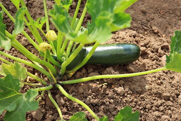 Zucchini plant. Zucchini flower. Green vegetable marrow growing on bush