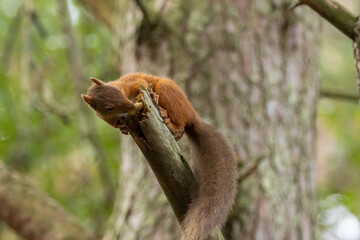 Cute scottish red squirrel with nut in the woodland