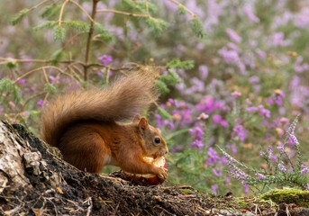 Naklejka na ściany i meble Scottish red squirrel with an apple in the forest