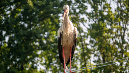 stork in the roof
