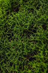 Planta verde na cidade de Holambra, Estado de São Paulo, Brasil