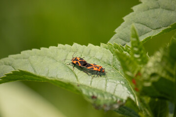 These insects are called false milkweed bugs. They are a type of seed bugs. The red and black color on the exoskeleton really stands out against the leaf. These seem to be engaged in a mating ritual.