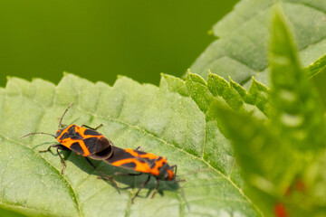 These insects are called false milkweed bugs. They are a type of seed bugs. The red and black color...