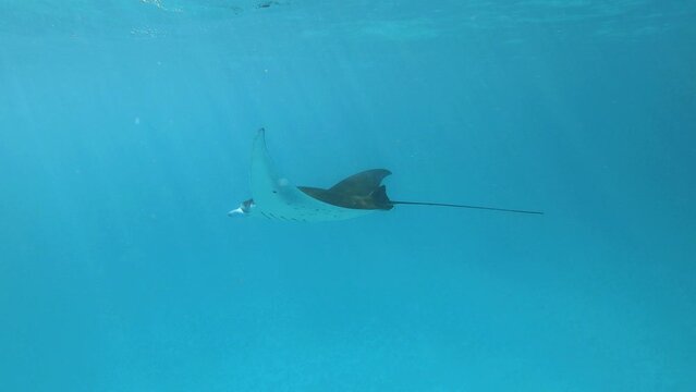 a very big manta ray swims close under the water surface