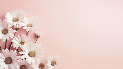 Spring Daisy frame white flowers against soft pink pastel background. Minimal styled concept