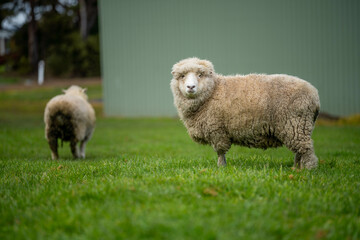Naklejka premium woolly Sheep in a meadow on a farm