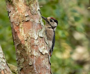 Male great spotted woodpecker on a silver birch tree branch in the woodland