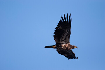 Juvenile Bald Eagle flying overhead