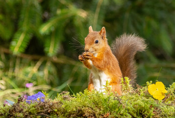 Cute scottish red squirrel with nut in the woodland