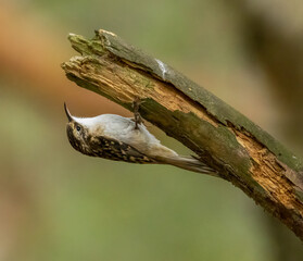 Tree creeper on wood searching for bugs in the forest