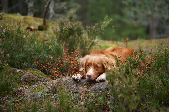 the dog laid its head on the ground. Dreamy Nova Scotia duck tolling retriever on the grass in autumn forest