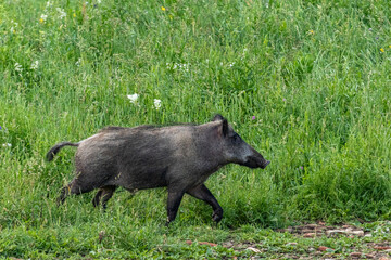 Wildschwein in den Bergen von Bosnien-Herzegowina
