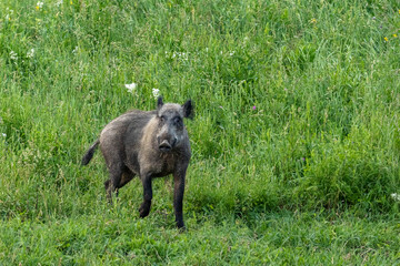 Wildschwein in den Bergen von Bosnien-Herzegowina