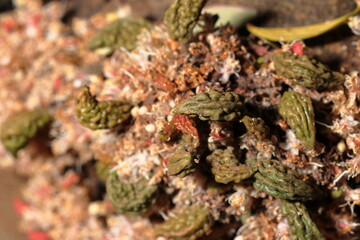 Amazing small flowers of the nature. Bunch of flowers growth from the tree trunk. Nature flowers of growth from the tree trunk.