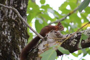 Écureuil 7