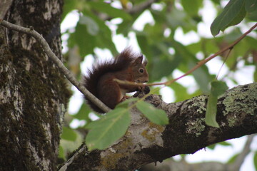 Écureuil 2
