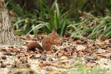 Écureuil 1