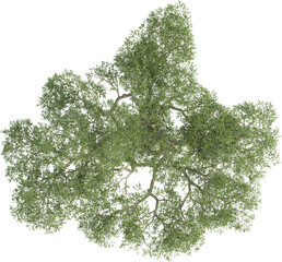 Top view of Olive Tree