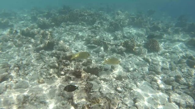 many fish in a coral reef in the Maldives